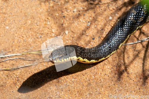 Image of Malagasy Giant Hognose (Leioheterodon madagascariensis), Zombitse-Vohibasia National Park, Madagascar