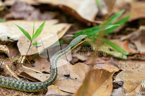 Image of Thamnosophis epistibes, Analamazaotra National Park, Madagascar