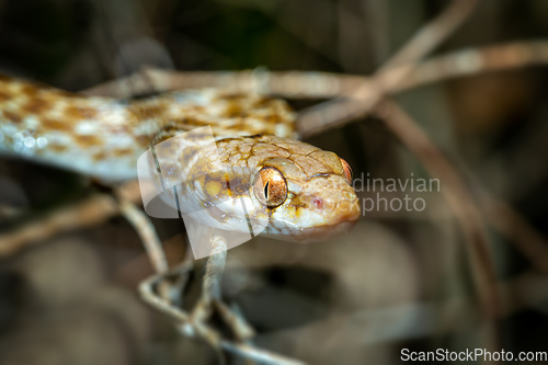 Image of Cat-eyed Snake, Madagascarophis colubrinus, Kirindy Forest, Madagascar