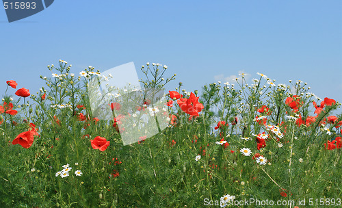 Image of Flowers