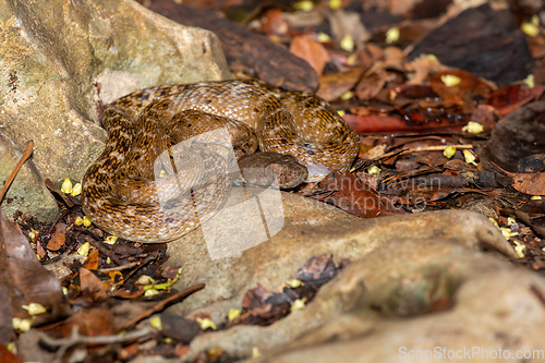 Image of Cat-eyed Snake, Madagascarophis colubrinus, Kirindy Forest, Madagascar
