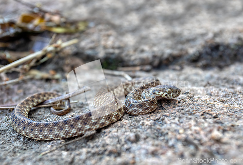 Image of Cat-eyed Snake, Madagascarophis colubrinus, Andringitra National Park, Madagascar