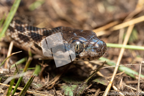 Image of Cat-eyed Snake, Madagascarophis colubrinus, Andringitra National Park, Madagascar