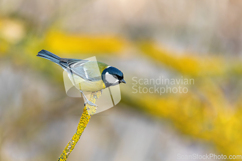 Image of beautiful small bird great tit in winter