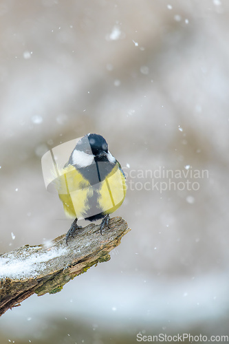 Image of beautiful small bird great tit in winter