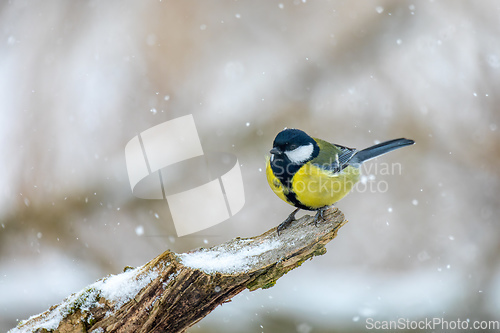 Image of beautiful small bird great tit in winter