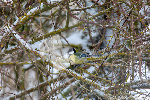 Image of beautiful small bird great tit in winter