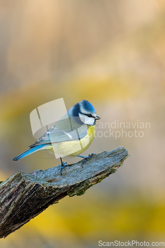 Image of Eurasian blue tit in the nature, Czech Republic