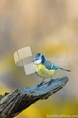 Image of Eurasian blue tit in the nature, Czech Republic