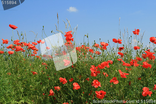 Image of Nature in Poland