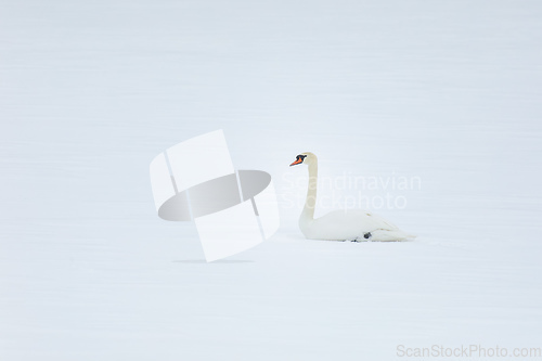 Image of Wild bird mute swan in winter on pond