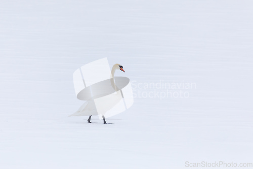 Image of Wild bird mute swan in winter on pond