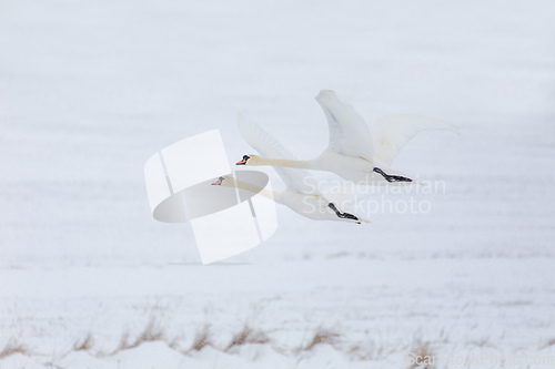 Image of Wild bird mute swan flying in winter