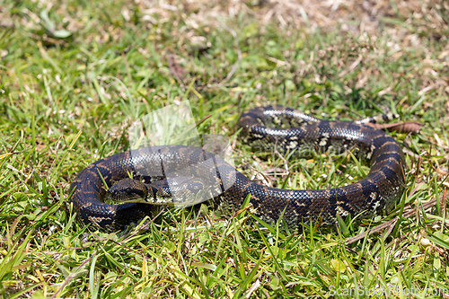 Image of Malagasy Tree Boa, (Sanzinia Madagascariensis), Ranomafana National Park, Madagascar