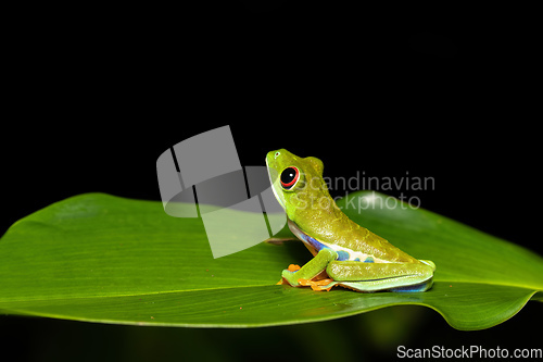 Image of Red-eyed tree frog (Agalychnis callidryas) Cano Negro, Costa Rica wildlife