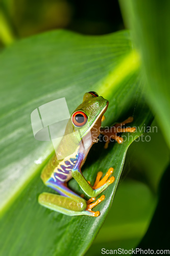 Image of Red-eyed tree frog (Agalychnis callidryas) Cano Negro, Costa Rica wildlife