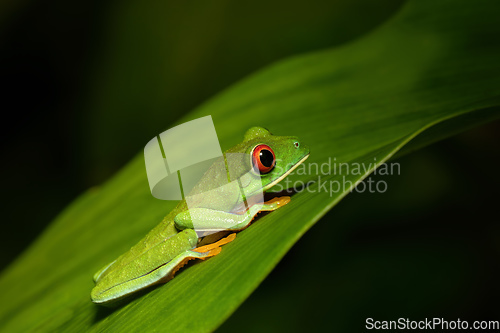 Image of Red-eyed tree frog (Agalychnis callidryas) Cano Negro, Costa Rica wildlife