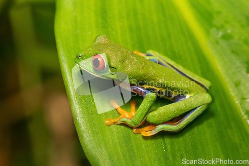 Image of Red-eyed tree frog (Agalychnis callidryas) Cano Negro, Costa Rica wildlife