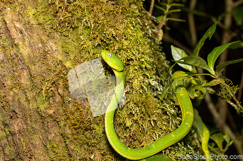 Image of Bothriechis lateralis, Green green snake, Santa Elena, Costa Rica wildlife