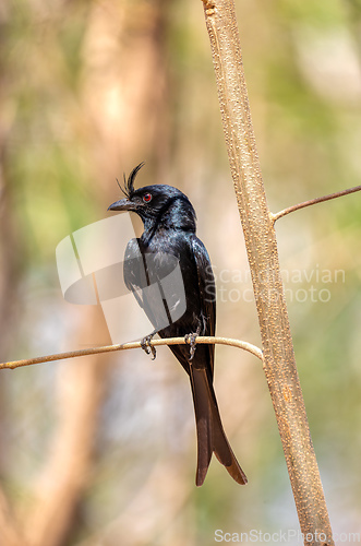 Image of Crested Drongo, Dicrurus Forficatus, Kirindy forest, Madagascar wildlife