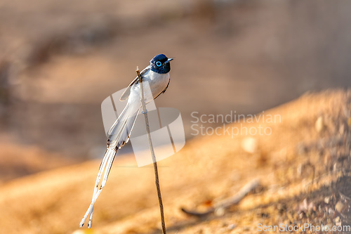 Image of Malagasy paradise flycatcher, Terpsiphone mutata, Kirindy forest Madagascar