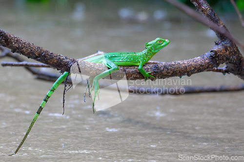 Image of Plumed green basilisk female, Basiliscus plumifrons, Cano Negro, Costa Rica wildlife