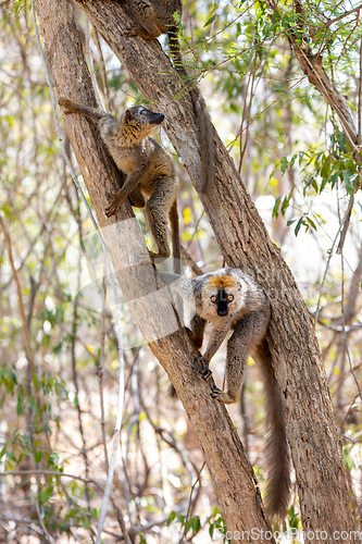 Image of Red-Fronted Lemur, Eulemur Rufifrons, Madagascar wildlife animal.