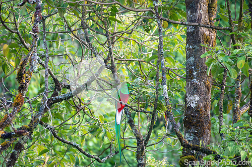Image of Resplendent quetzal (Pharomachrus mocinno), San Gerardo de Dota, Wildlife and birdwatching in Costa Rica.