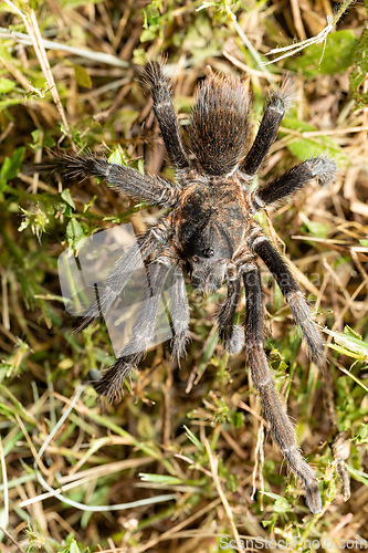 Image of Tarantula (Sericopelma melanotarsum) Curubande de Liberia, Costa Rica wildlife