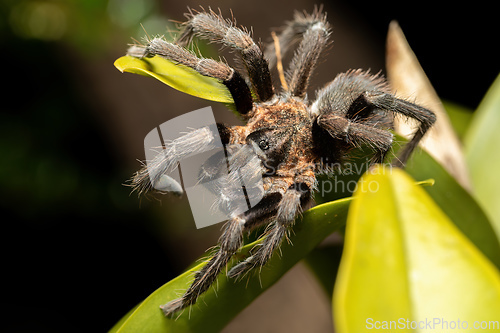 Image of Tarantula (Sericopelma melanotarsum) Curubande de Liberia, Costa Rica wildlife