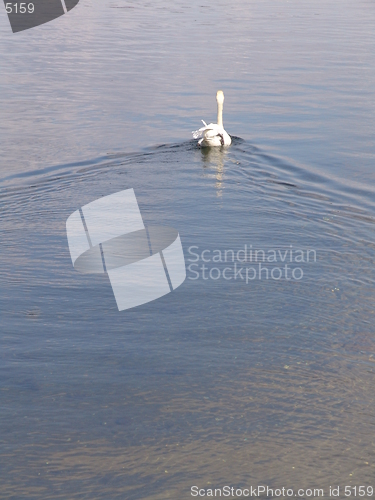 Image of Swan