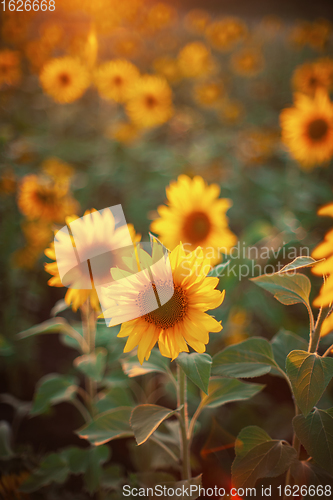 Image of Sunflower at sunset