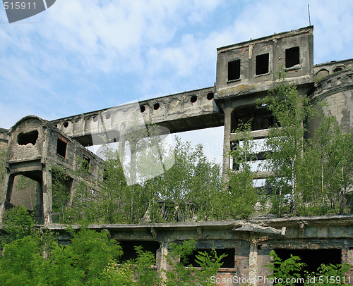 Image of Abandoned plant