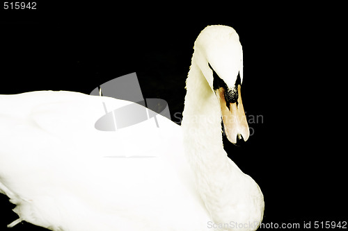 Image of Big swan