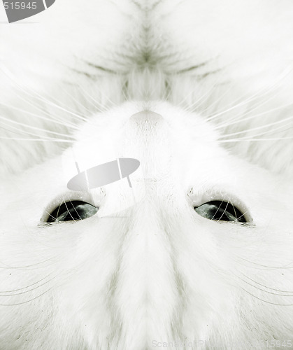 Image of White cat