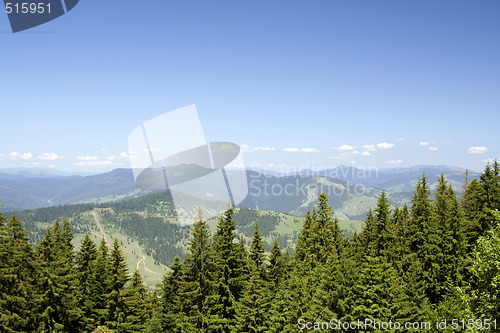 Image of Forest landscape