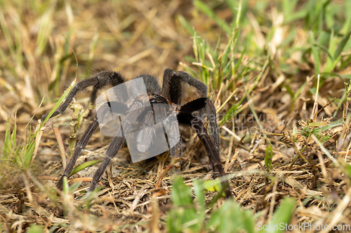 Image of Tarantula (Sericopelma melanotarsum) Curubande de Liberia, Costa Rica wildlife