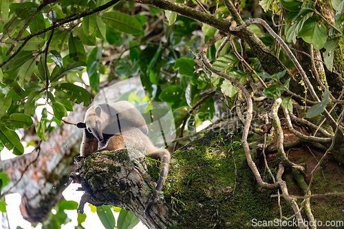 Image of Northern tamandua, Tortuguero Cero, Costa Rica wildlife