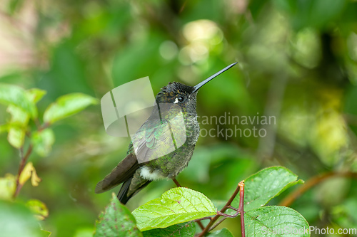 Image of Violet-headed hummingbird (Klais guimeti), San Gerardo de Dota, Costa Rica.