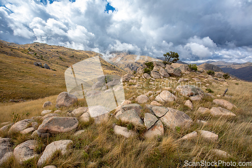 Image of Andringitra national park,mountain landscape, Madagascar wilderness landscape