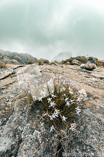 Image of Andringitra national park,mountain landscape, Madagascar wilderness landscape