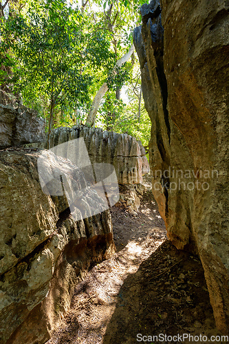 Image of Petit Tsingy de Bemaraha, Madagascar wilderness landscape