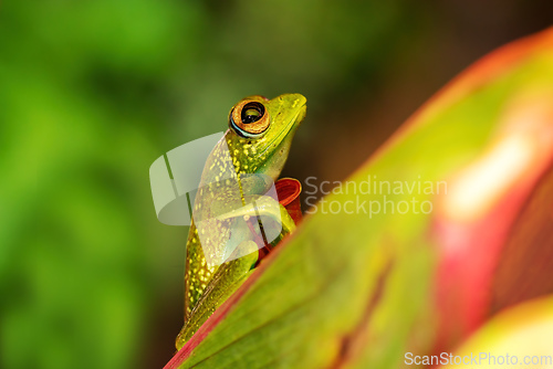 Image of Elena's Treefrog, Boophis elenae, frog in Ranomafana National Park, Madagascar wildlife