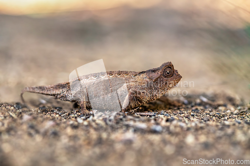 Image of Brygoo's pygmy chameleon, Brookesia brygooi, Anja Community Reserve Ambalavao, Madagascar wildlife