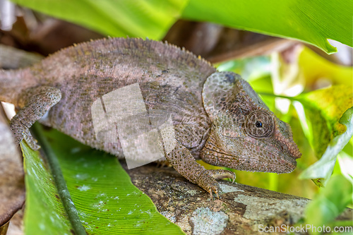 Image of Short-horned chameleon, Calumma brevicorne, Reserve Peyrieras Madagascar Exotic, Madagascar wildlife