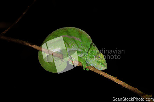 Image of O'Shaughnessy's chameleon, Calumma Oshaugnessyi, Andasibe-Mantadia National Park, Madagascar wildlife