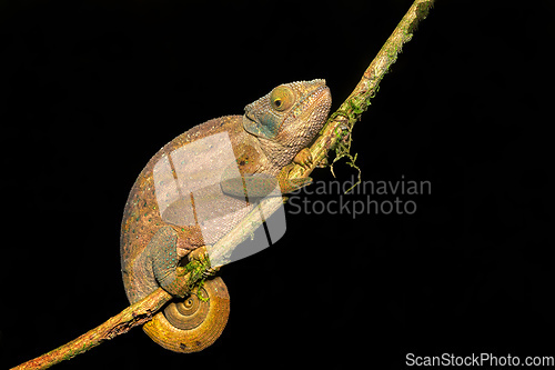 Image of O'Shaughnessy's chameleon, Calumma Oshaugnessyi, Andasibe-Mantadia National Park, Madagascar wildlife