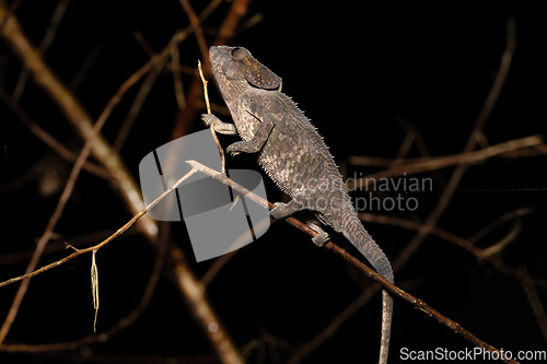 Image of Short-horned chameleon, Calumma brevicorne, Andasibe-Mantadia National Park, Madagascar wildlife