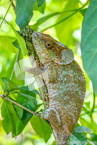 Image of Blue-legged chameleon, Calumma crypticum, Reserve Peyrieras Madagascar Exotic wildlife