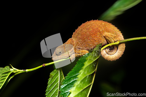 Image of Blue-legged chameleon, Calumma crypticum, Reserve Peyrieras Madagascar Exotic wildlife